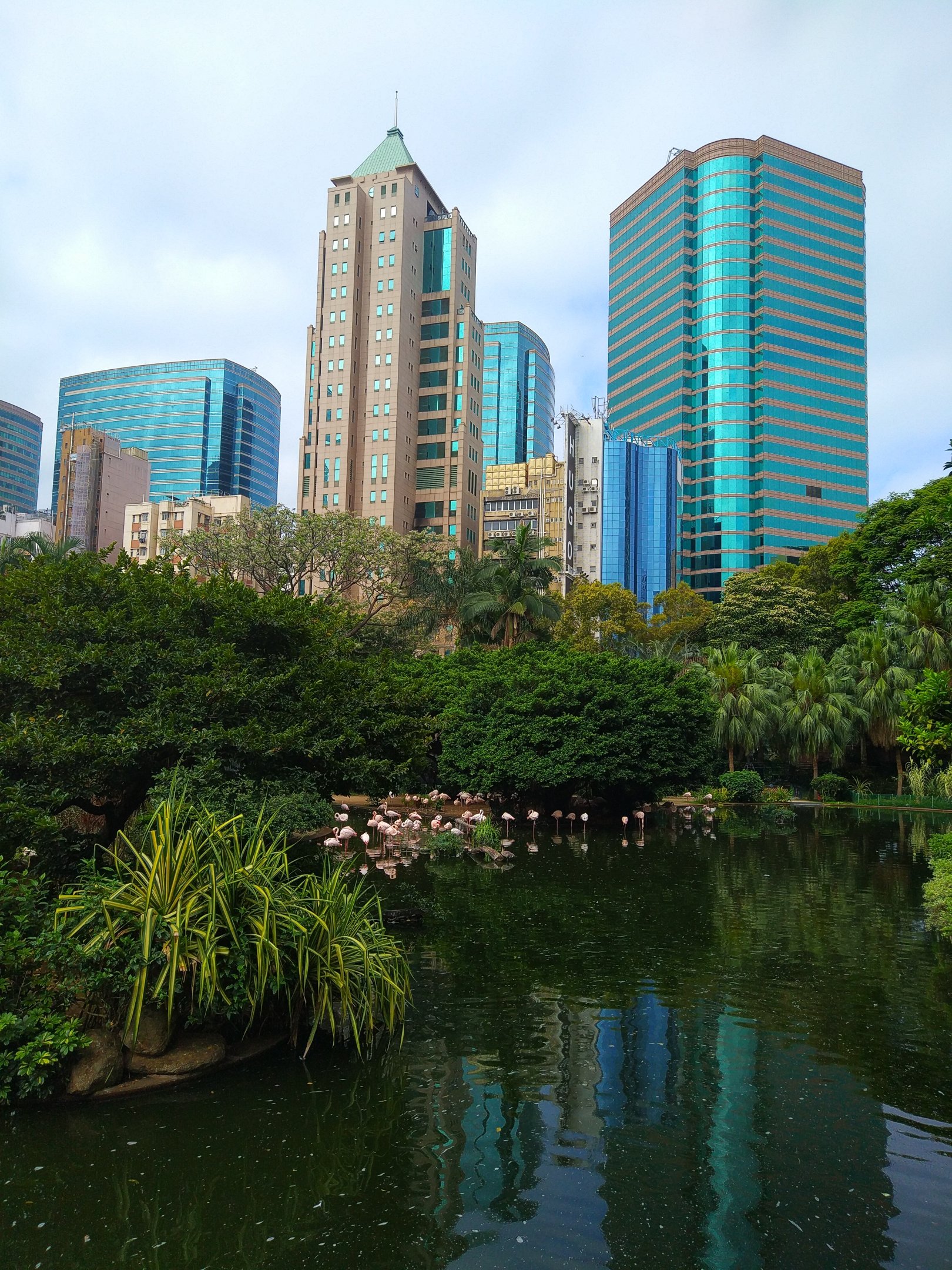 Kowloon Park - Flamingos