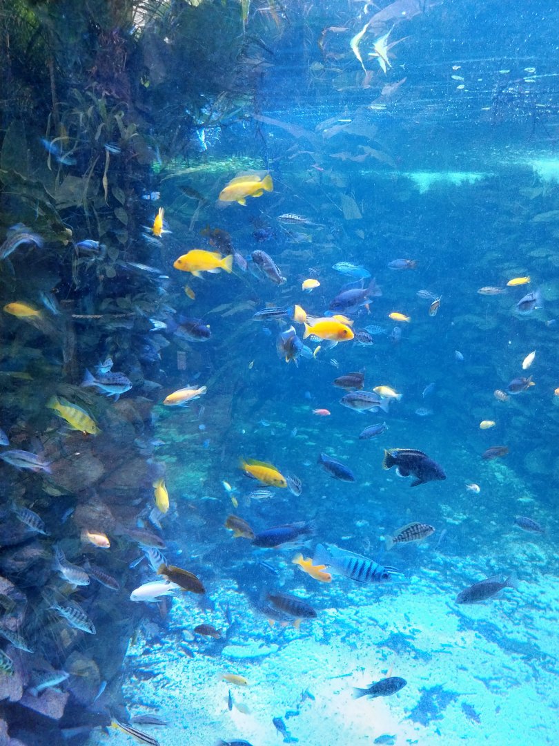 Krainę Bioróżnorodności (Tropical rainforest) - Cichlids