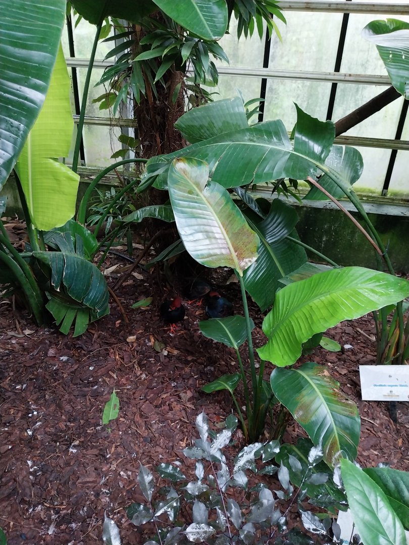 Krainę Bioróżnorodności (Tropical rainforest) - Crested partridge (Rollulus rouloul)