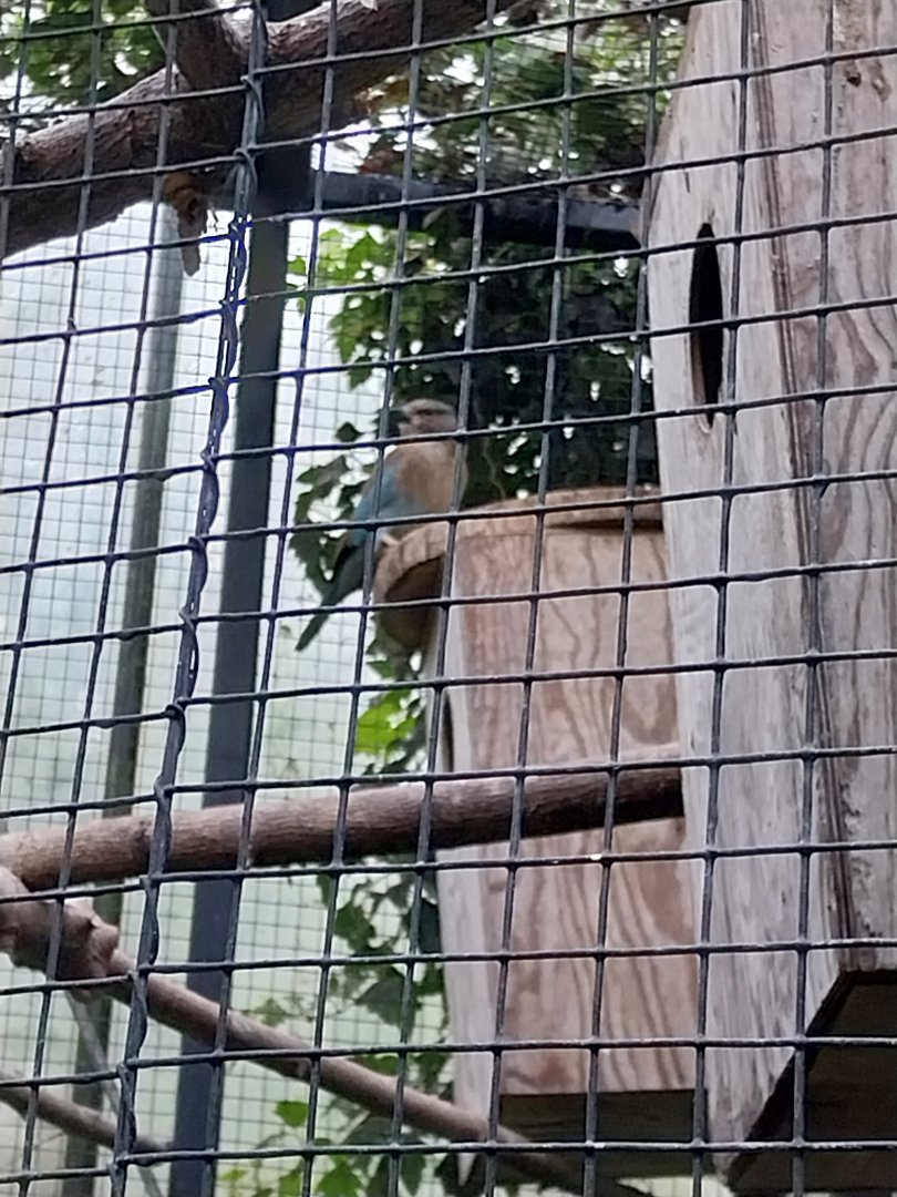 Krainę Bioróżnorodności (Tropical rainforest) - European roller (Coracias garrulus)