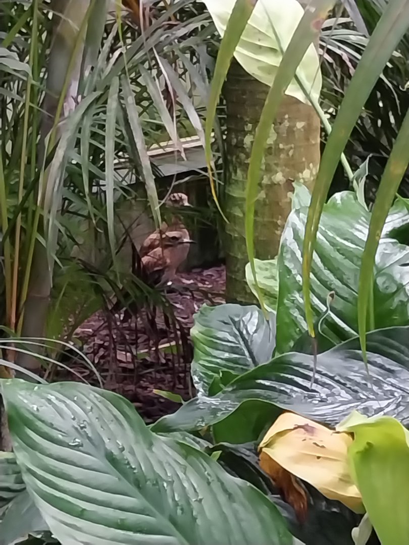 Krainę Bioróżnorodności (Tropical rainforest) - European thick-knee (Burhinus oedicnemus oedicnemus)