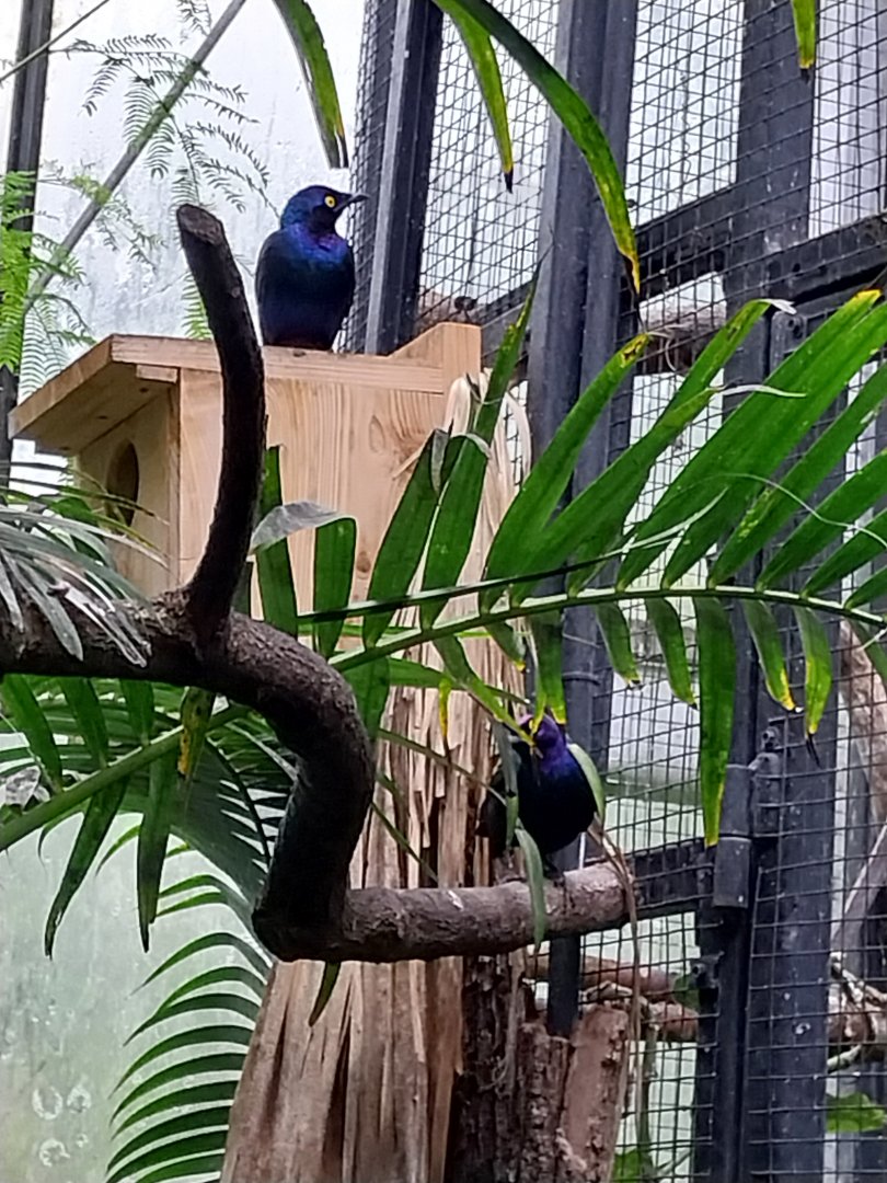 Krainę Bioróżnorodności (Tropical rainforest) - Purple glossy-starling (Lamprotornis purpureus)