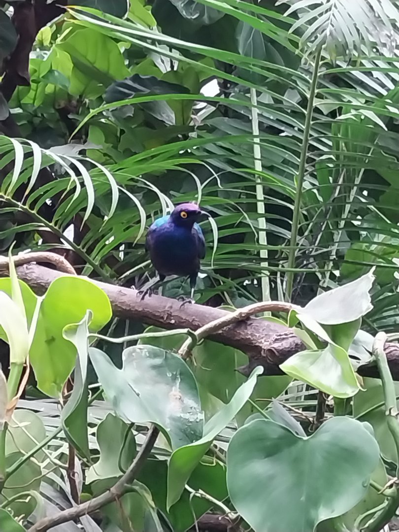 Krainę Bioróżnorodności (Tropical rainforest) - Purple glossy-starling (Lamprotornis purpureus)