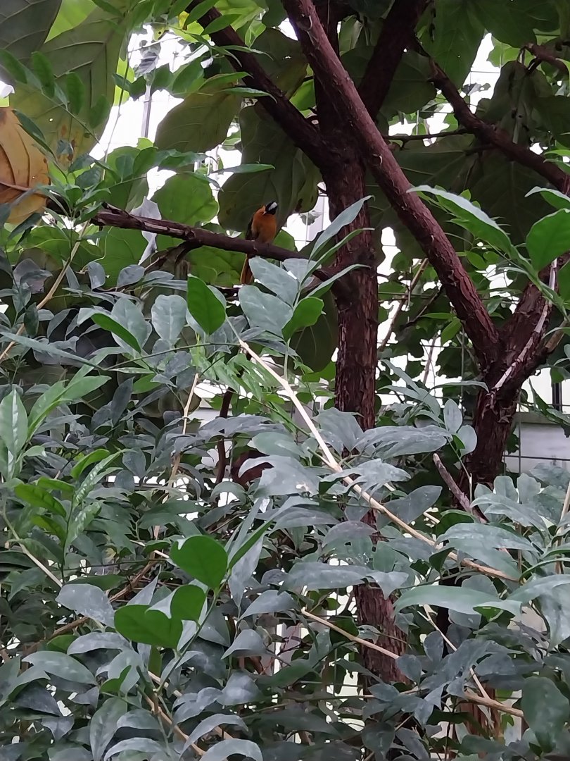 Krainę Bioróżnorodności (Tropical rainforest) - Snowy-crowned robin-chat (Cossypha niveicapilla)