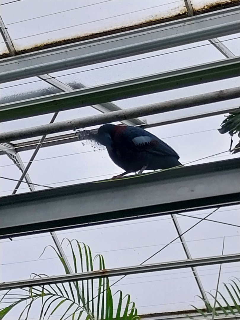 Krainę Bioróżnorodności (Tropical rainforest) - Victoria crowned pigeon (Goura victoria)