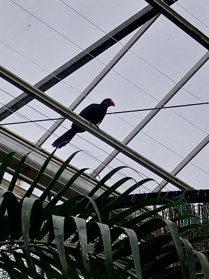 Krainę Bioróżnorodności (Tropical rainforest) - Violet turaco (Tauraco violaceus)