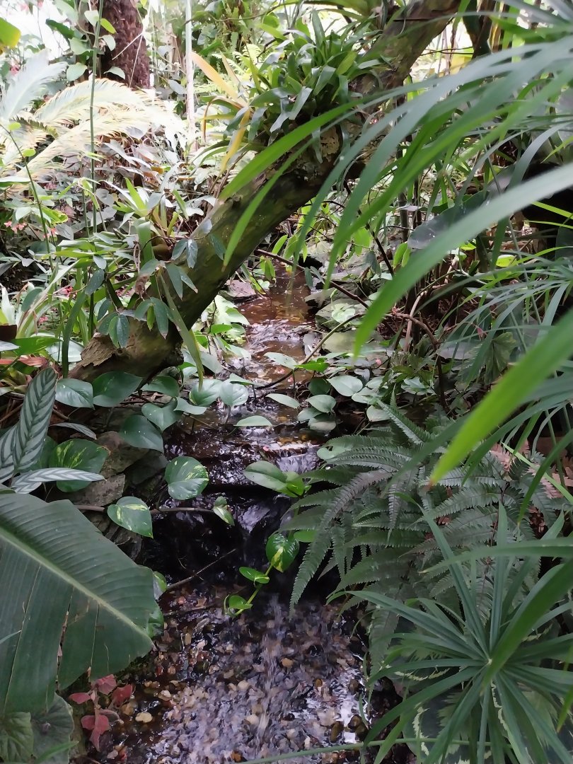 Krainę Bioróżnorodności (Tropical rainforest)