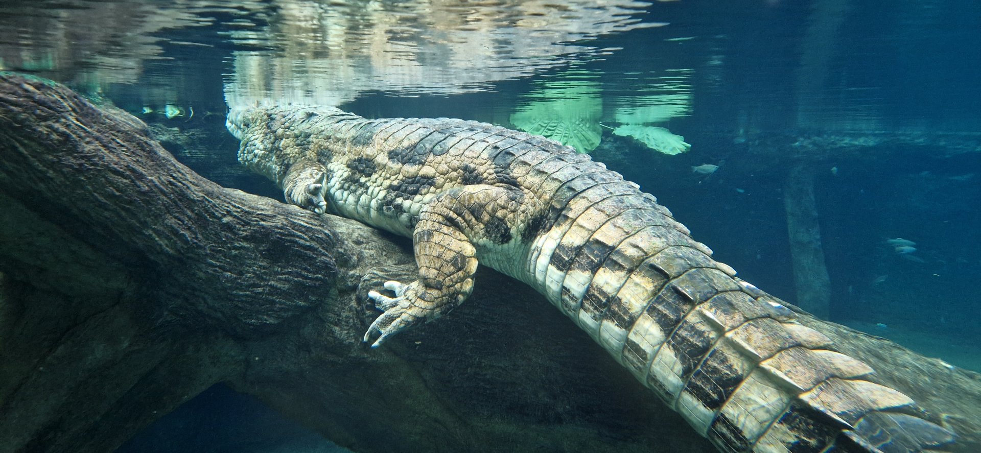 Kraken, the biggest Tomistoma in Europe