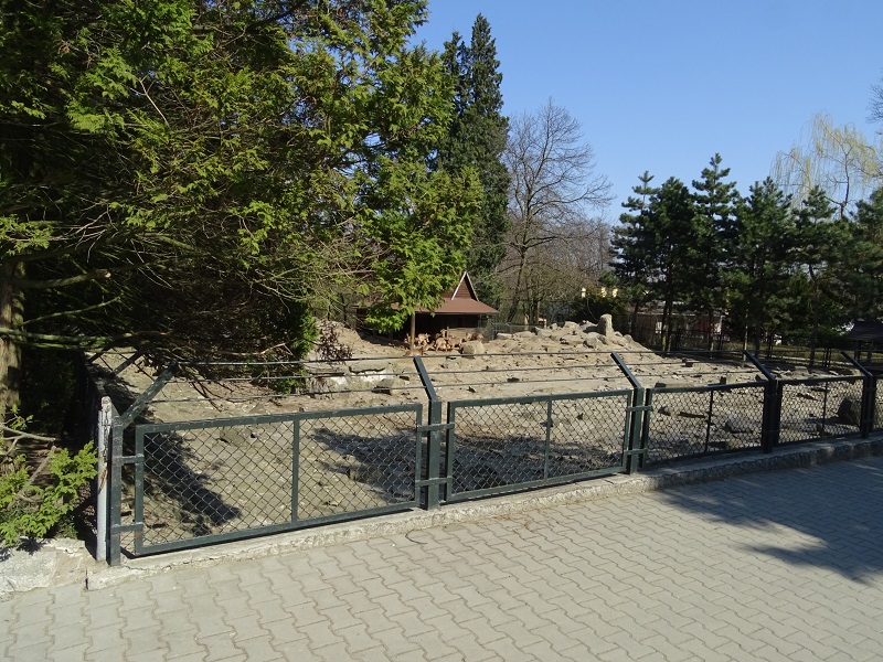 Krakow Zoo 04/2019: Barbary sheep enclosure