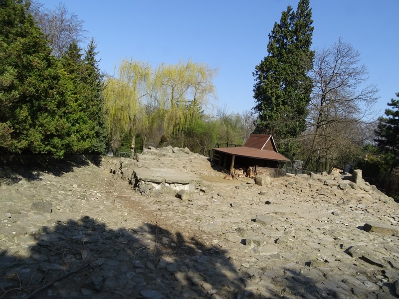 Krakow Zoo 04/2019: Barbary sheep enclosure