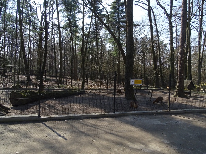 Krakow Zoo 04/2019: barking deer enclosure