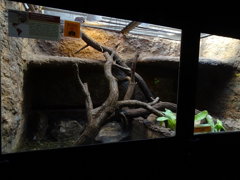 Krakow Zoo 04/2019: Beaded lizard enclosure (Exotarium)