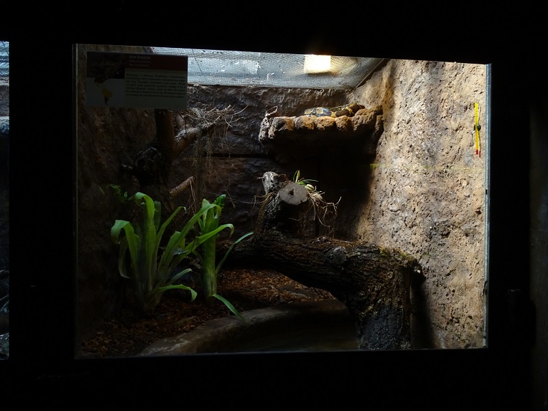Krakow Zoo 04/2019: Boa constrictor enclosure (Exotarium)