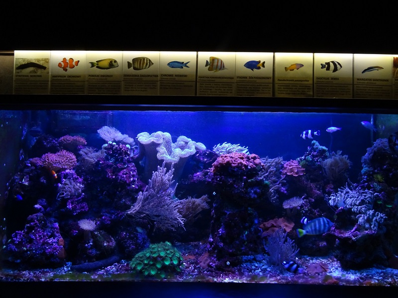 Krakow Zoo 04/2019: Carol reef tank (Exotarium)