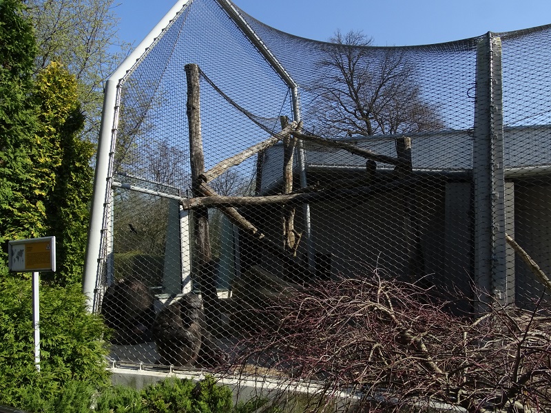 Krakow Zoo 04/2019: Chimpanzees enclosure (Monkey House)