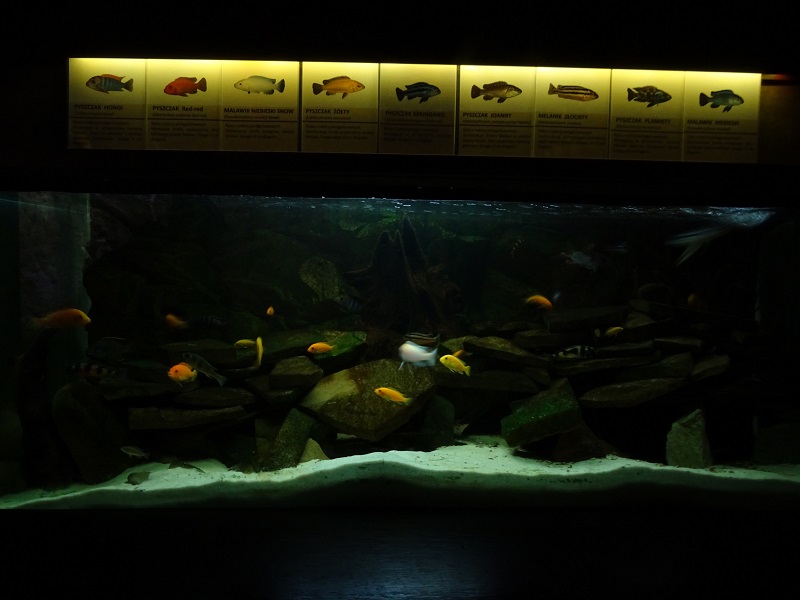 Krakow Zoo 04/2019: Cichlids tank (Exotarium)