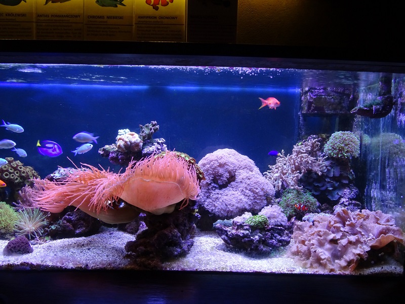 Krakow Zoo 04/2019: Coral reef tank (Exotarium)