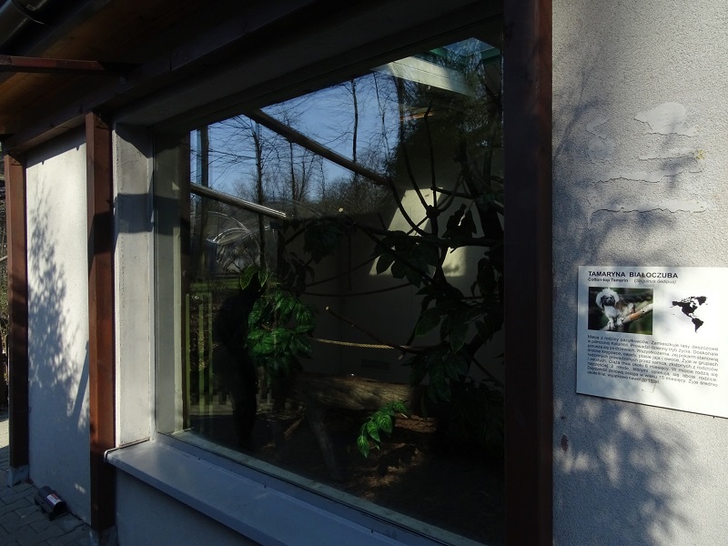Krakow Zoo 04/2019: Cotton tamarin indoor enclosure