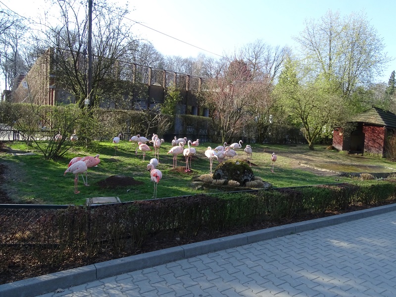 Krakow Zoo 04/2019: Flamingo enclosure