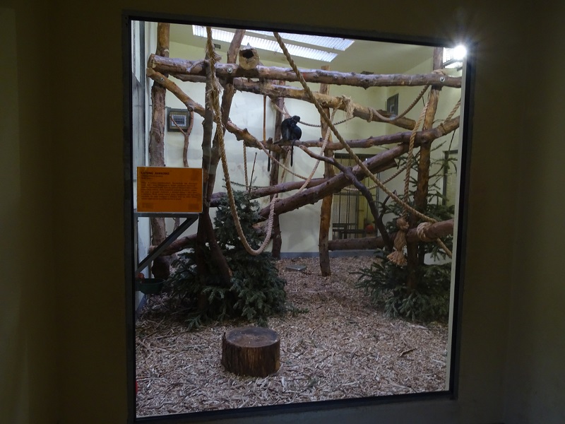 Krakow Zoo 04/2019: Javan Lutung indoor enclosure (Monkey House)
