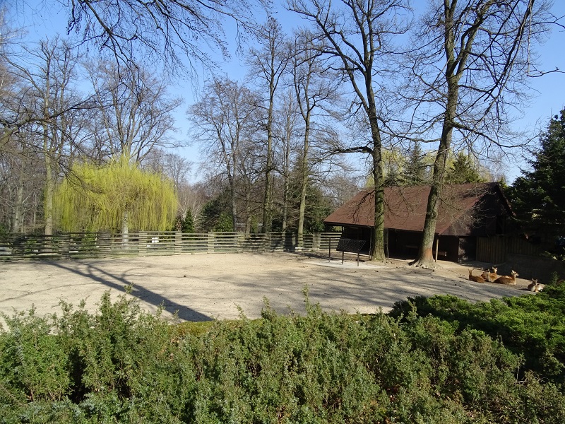 Krakow Zoo 04/2019: Kafue lechwe enclosure