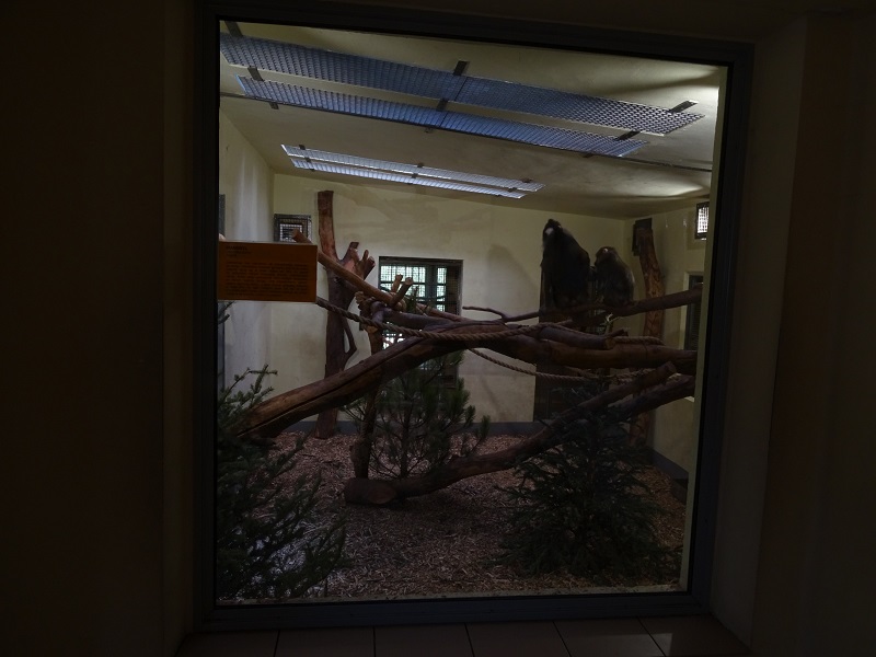 Krakow Zoo 04/2019: Mandrill indoor enclosure (Monkey House)