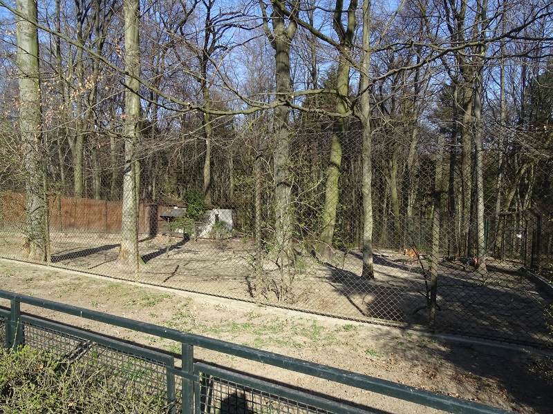 Krakow Zoo 04/2019: Maned wolf enclosure