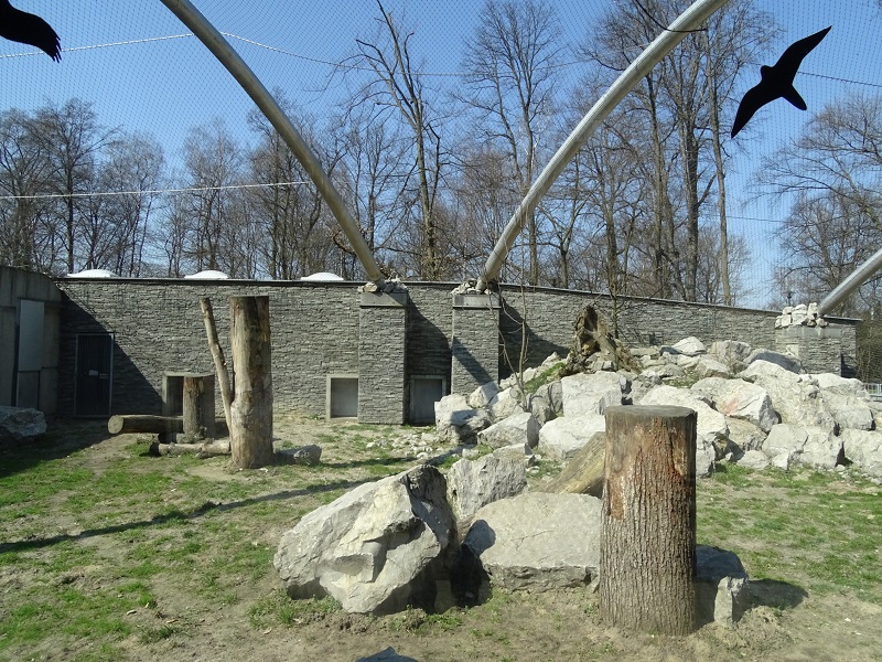 Krakow Zoo 04/2019: North Chinese leopard enclosure