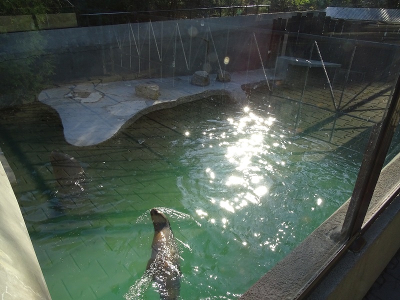 Krakow Zoo 04/2019: Patagonian sea lion enclosure