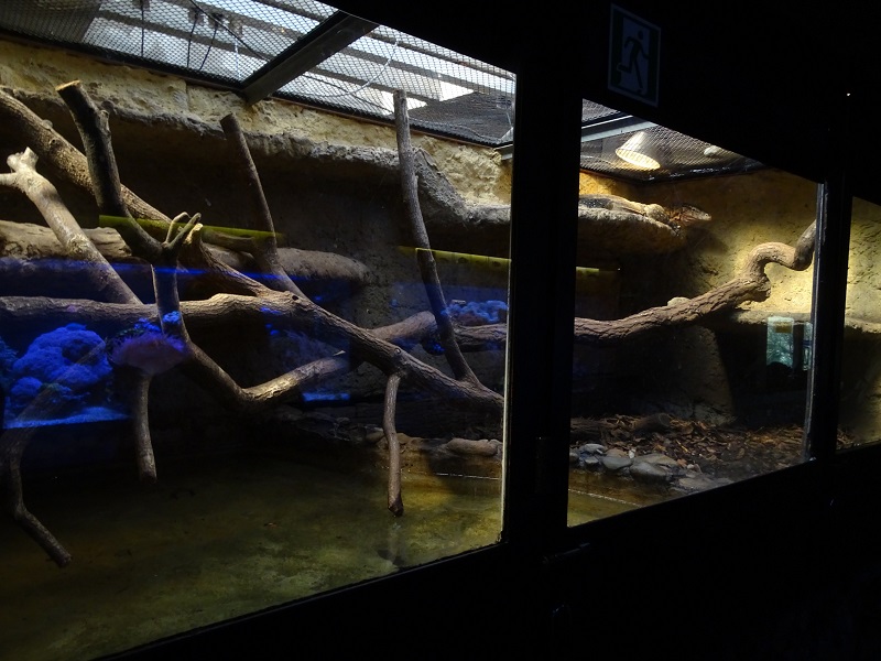 Krakow Zoo 04/2019: Water monitor enclosure (Exotarium)
