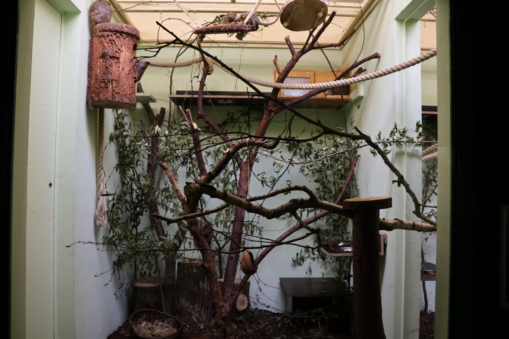 Krallenaffenhaus (Callitrichidea) - Western Pygmy Marmoset and Rock Cavy exhibit
