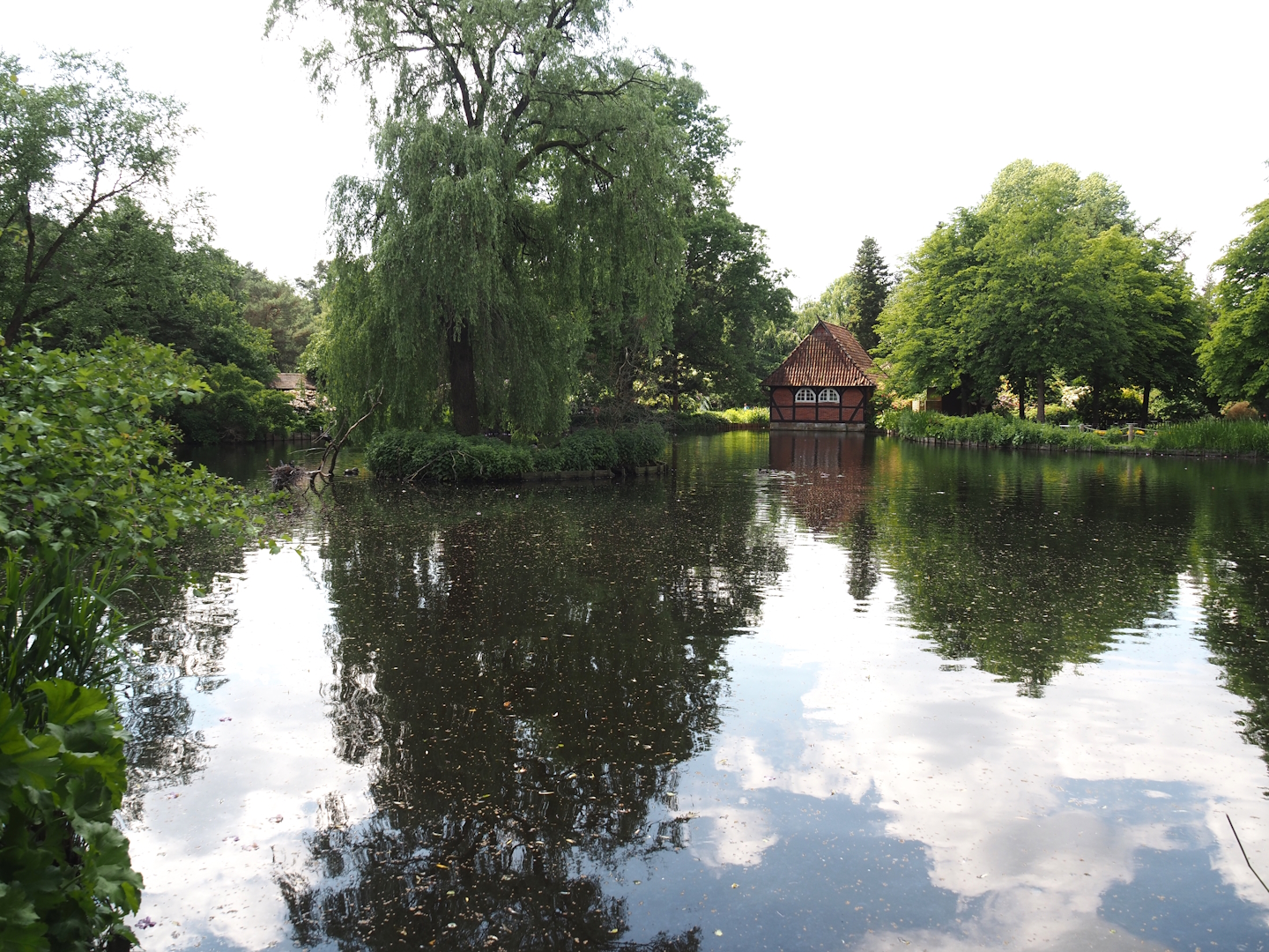 Kranichsee ('Crane Lake') with Great cormorants, 2024-05-23