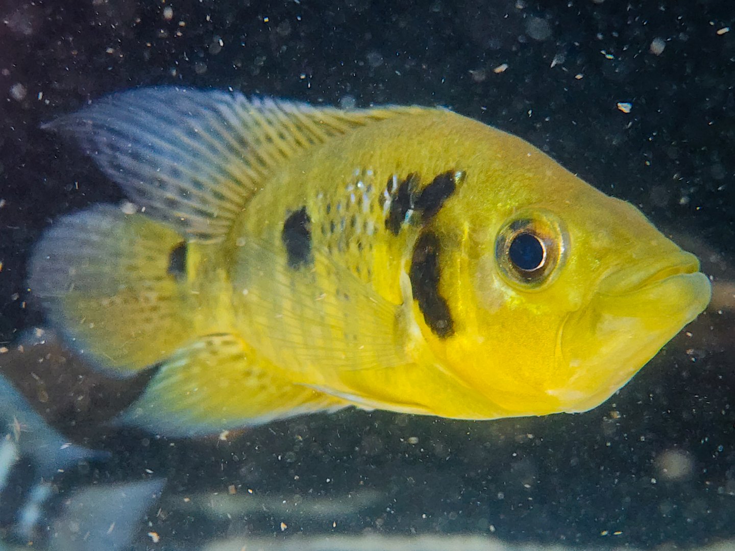 Krauss' Basketmouth (Caquetaia kraussii)