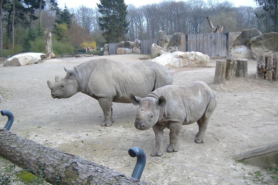 Krefeld Black Rhinos