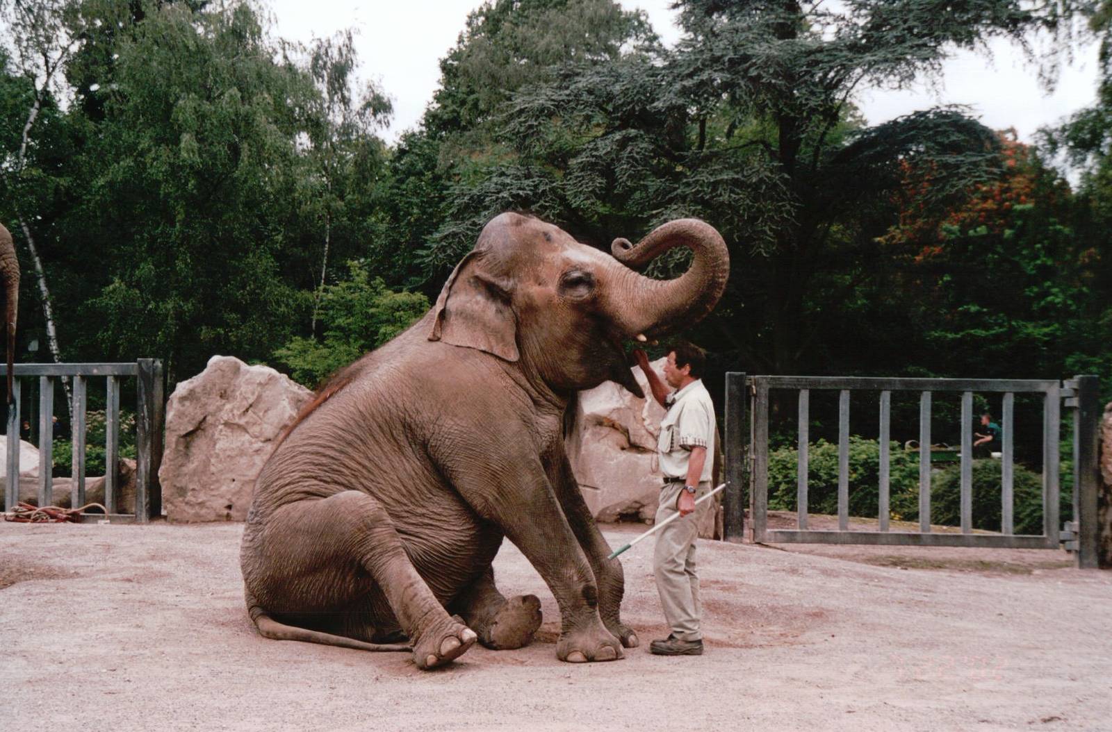 Krefeld Zoo 2002 - Asiatic Elephant keeper demonstration