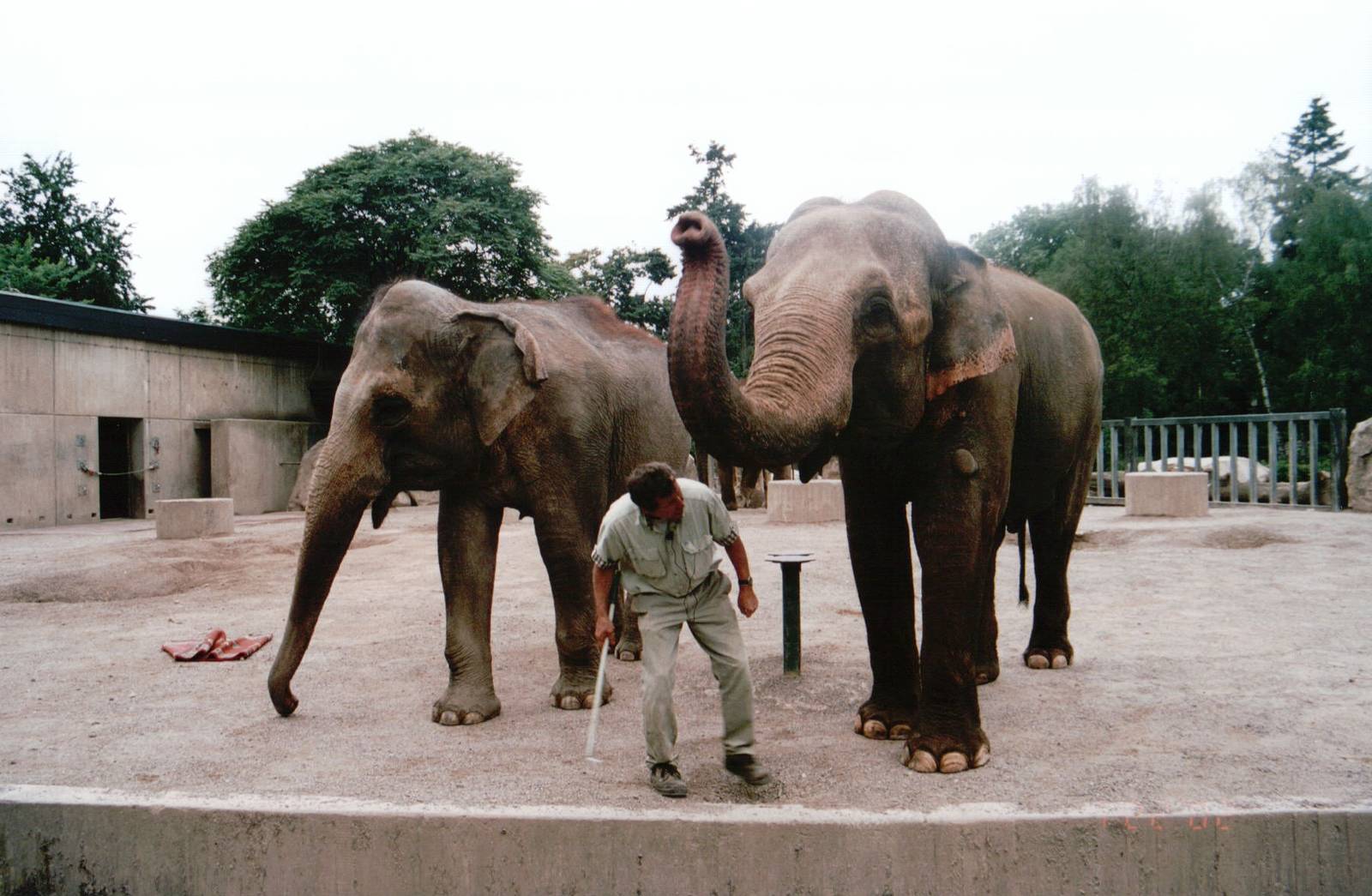 Krefeld Zoo 2002 - Asiatic Elephant keeper demonstration