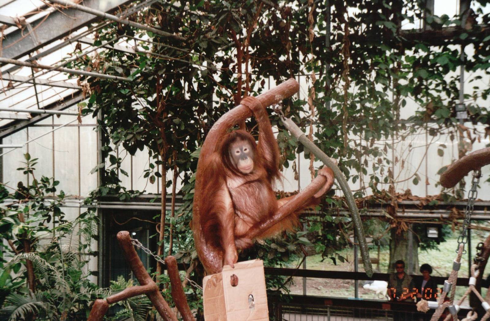 Krefeld Zoo 2002 - Bornean Orangutan