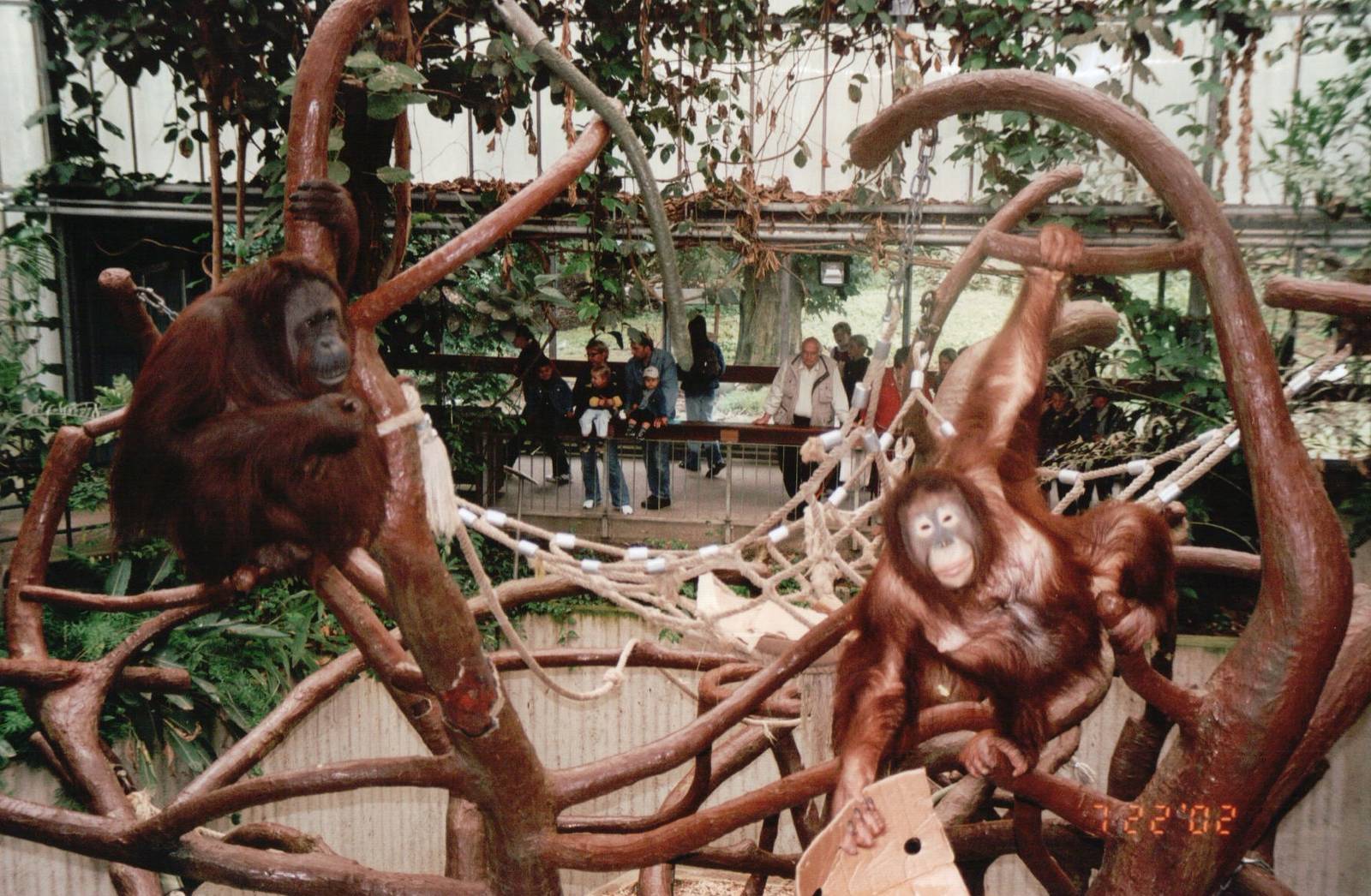 Krefeld Zoo 2002 - Bornean Orangutans