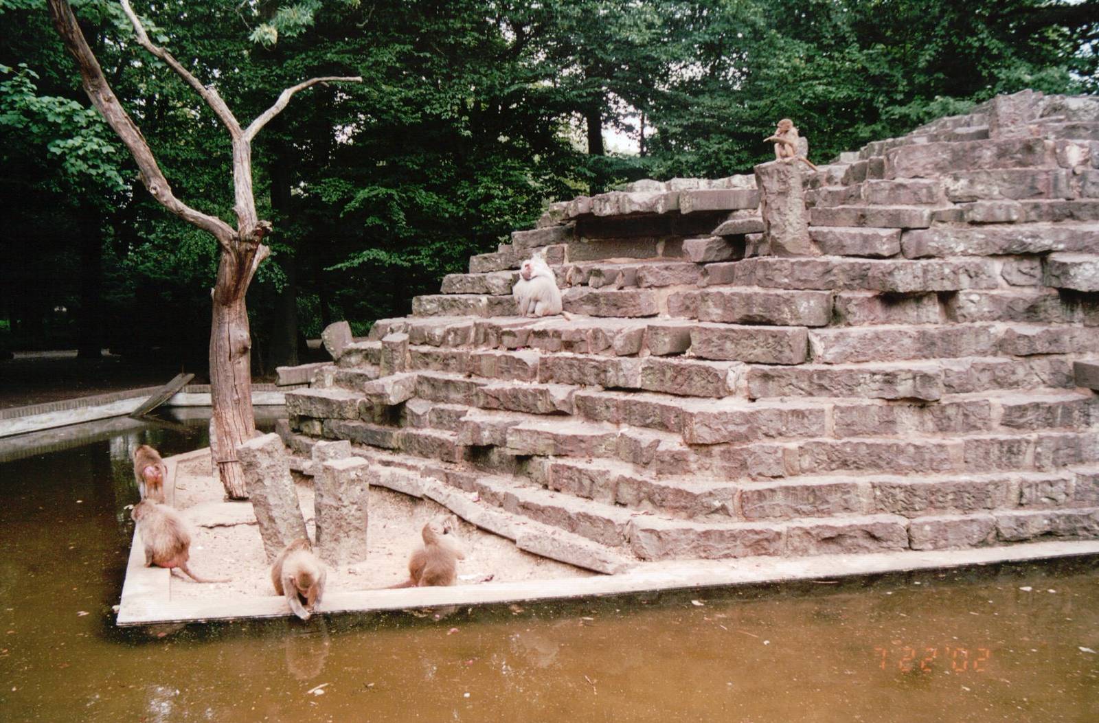 Krefeld Zoo 2002 - Hamadryas Baboon exhibit