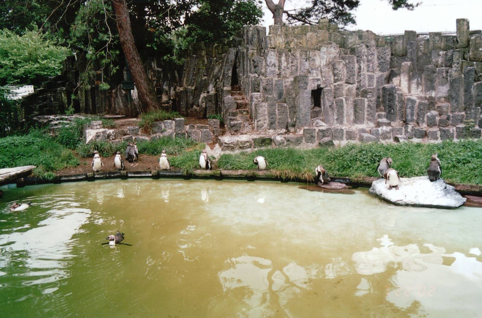 Krefeld Zoo 2002 - Humboldt Penguin exhibit