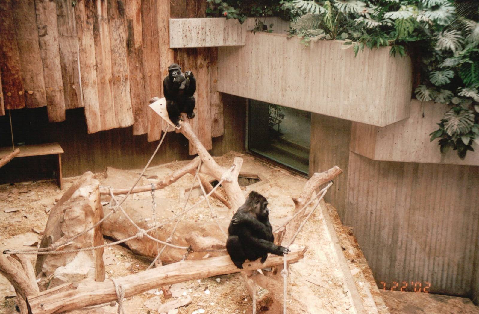 Krefeld Zoo 2002 - Indoor Gorilla exhibit