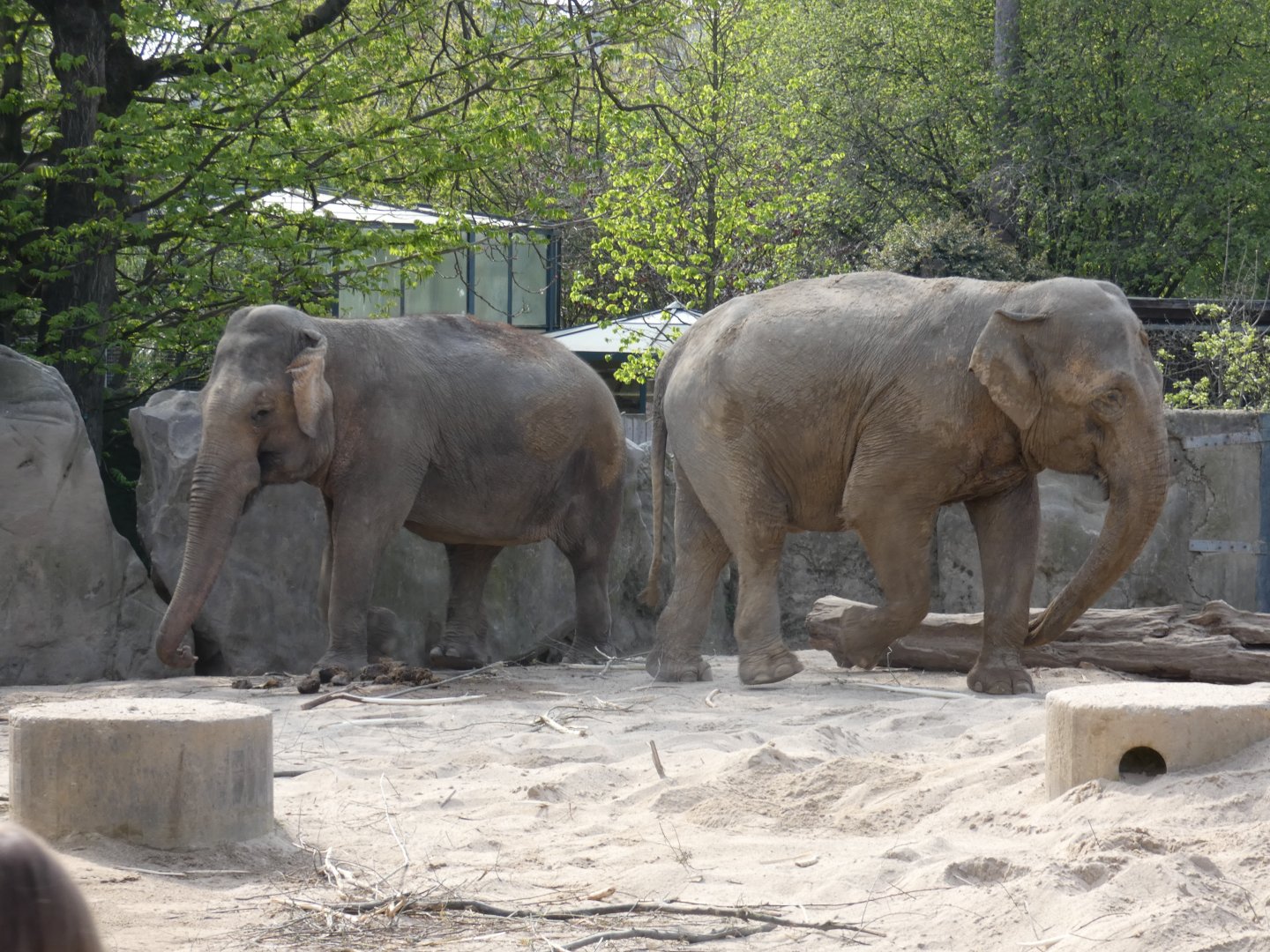 Krefeld's Elephants