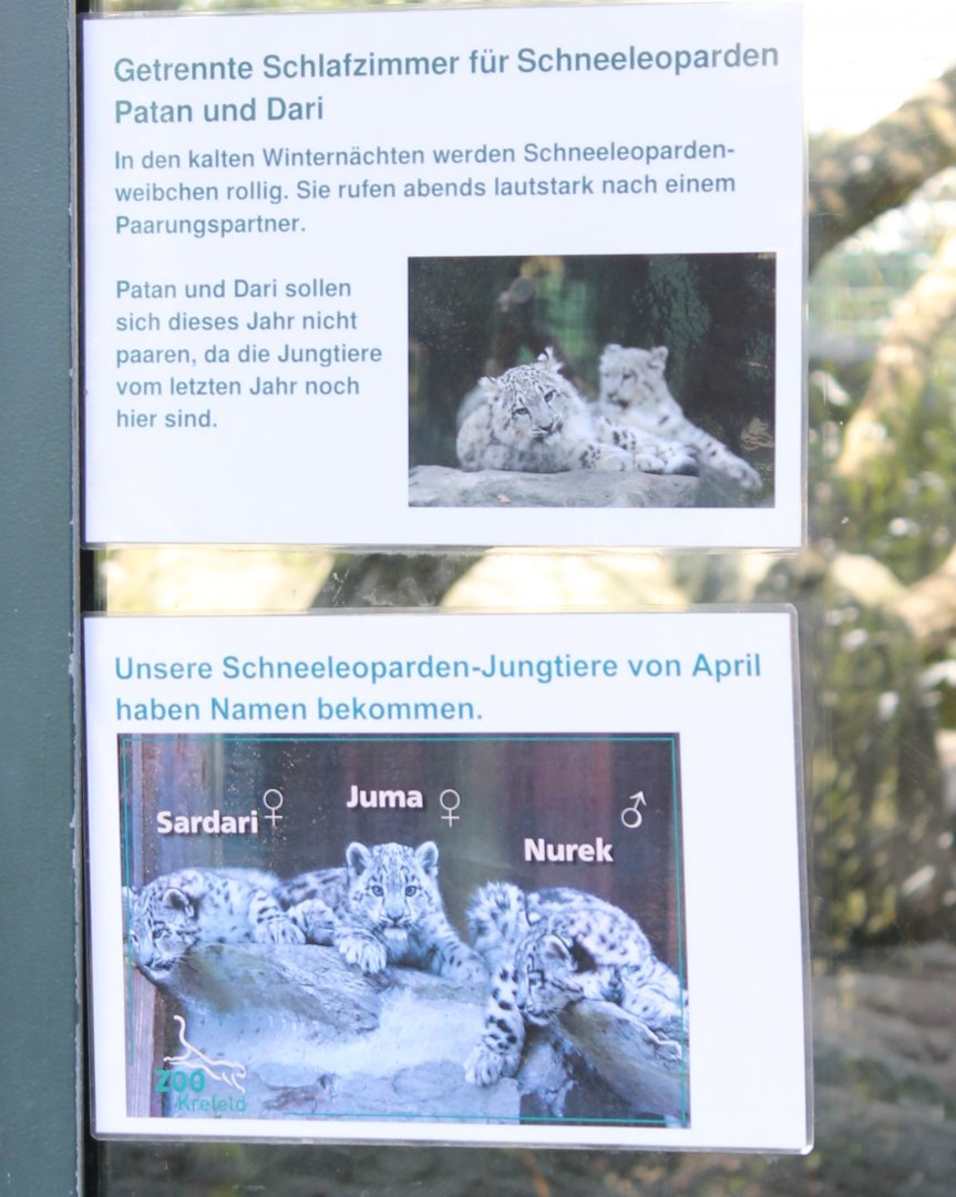 Krefelds Snow leopards