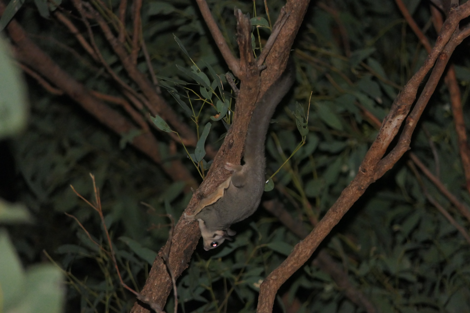 Krefft's Glider (Petaurus notatus)