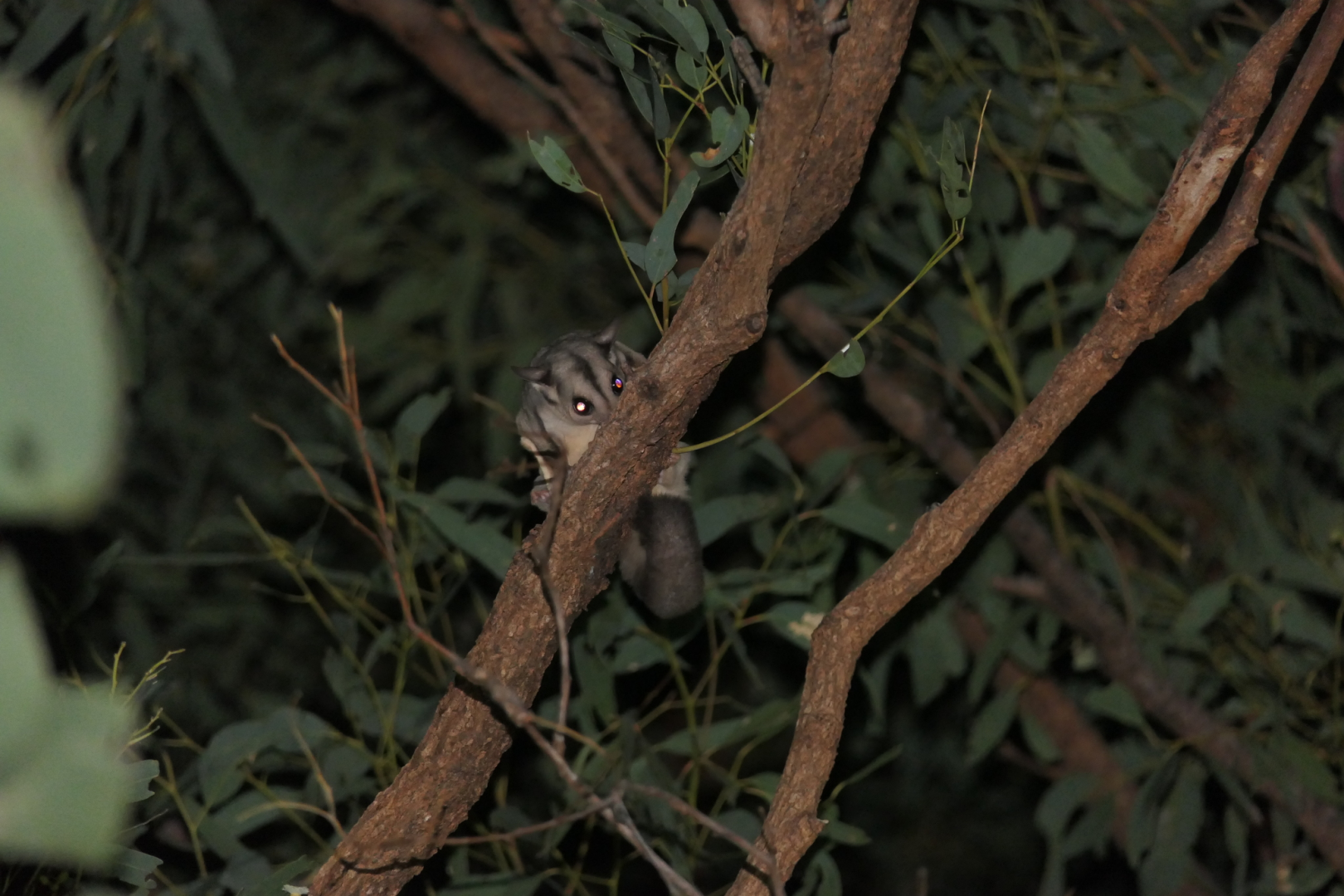 Krefft's Glider (Petaurus notatus)