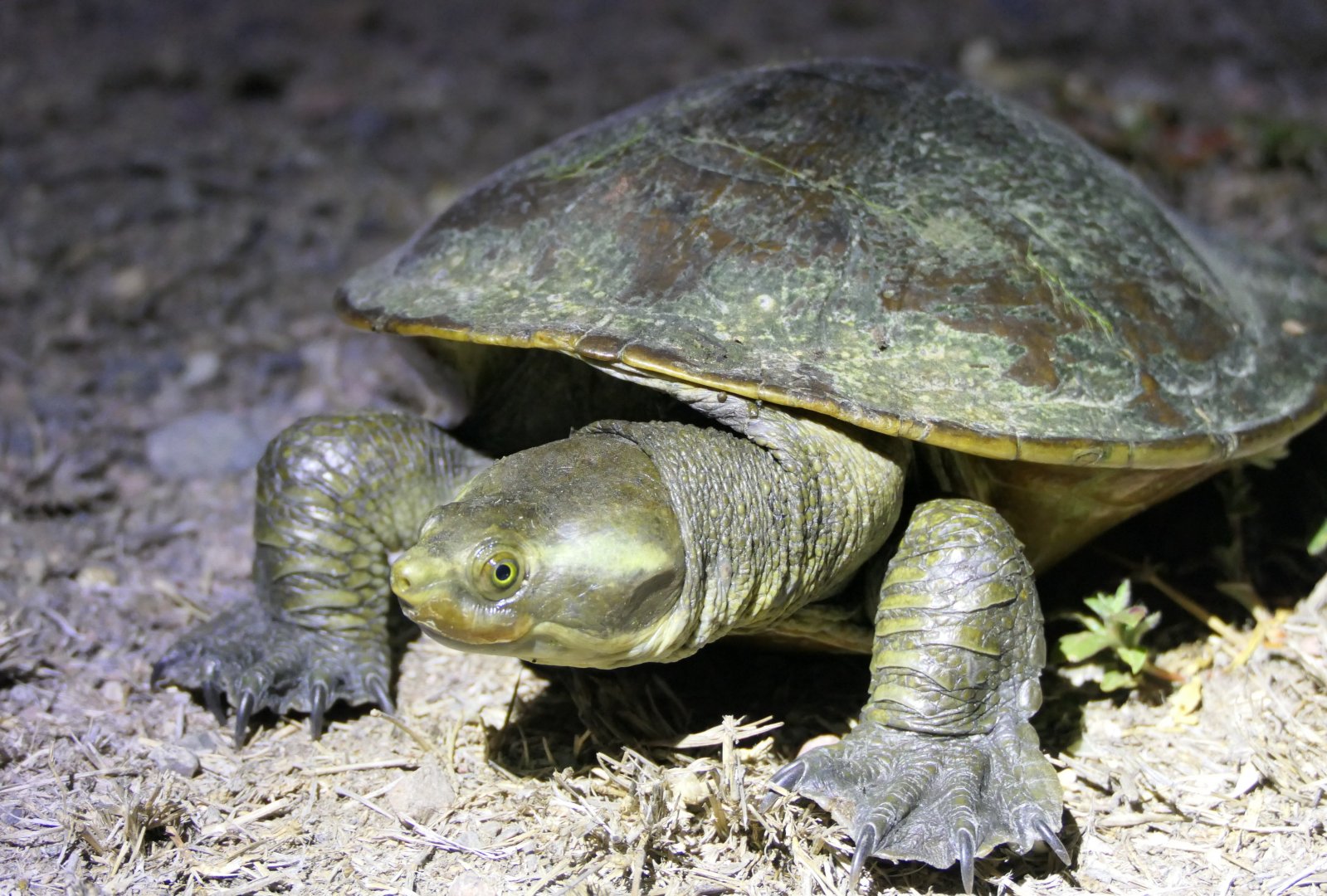 Krefft's River Turtle (Emydura macquarii krefftii)