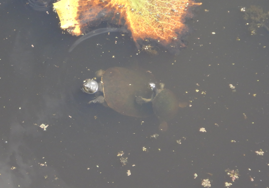 Krefft's River Turtle