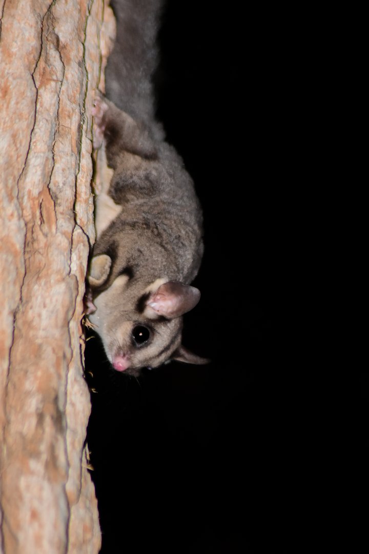 Krefft's/Sugar Glider