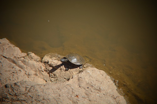 Krefft's turtle 2