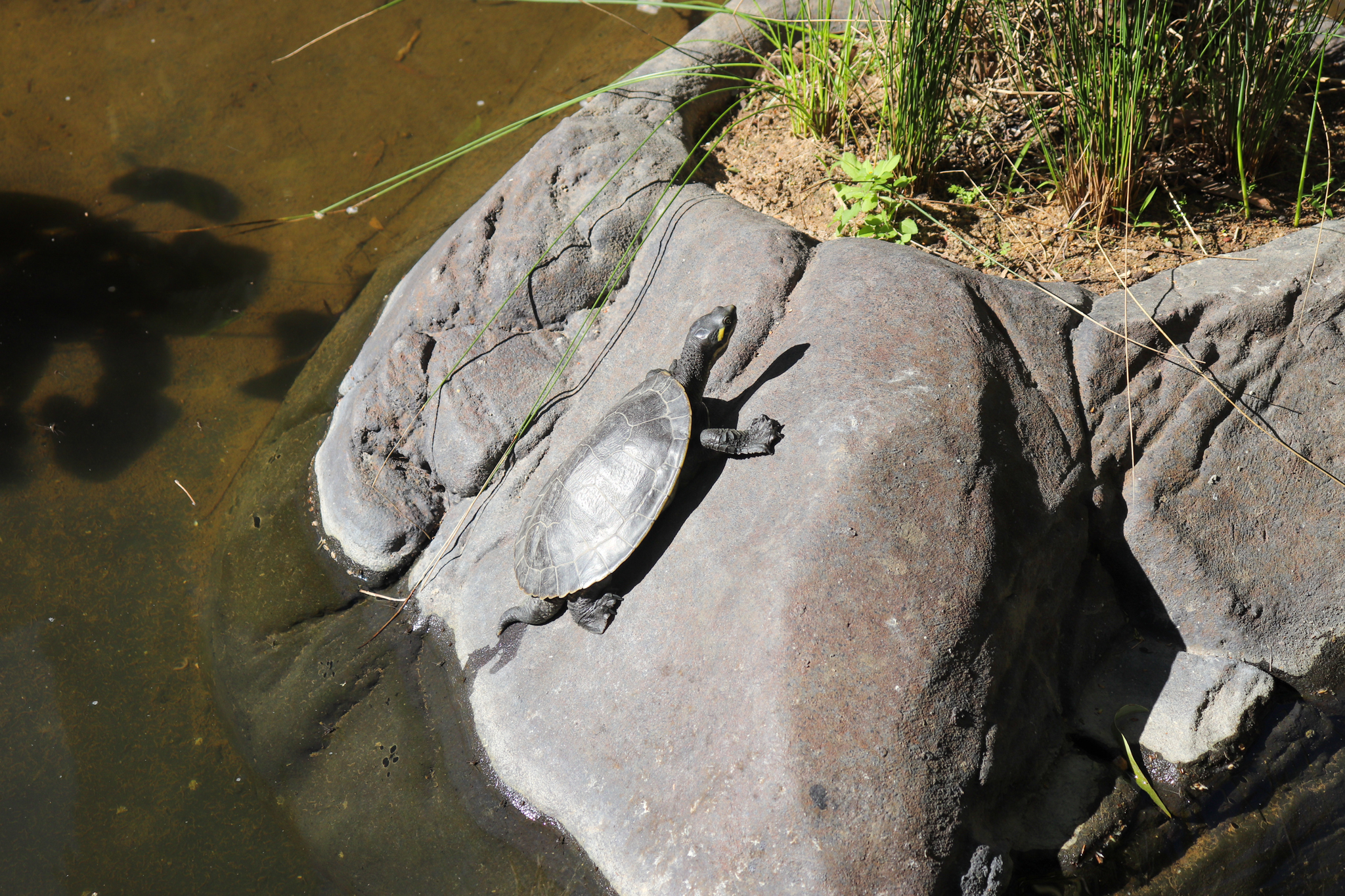 Krefft's Turtle (Emydura krefftii)